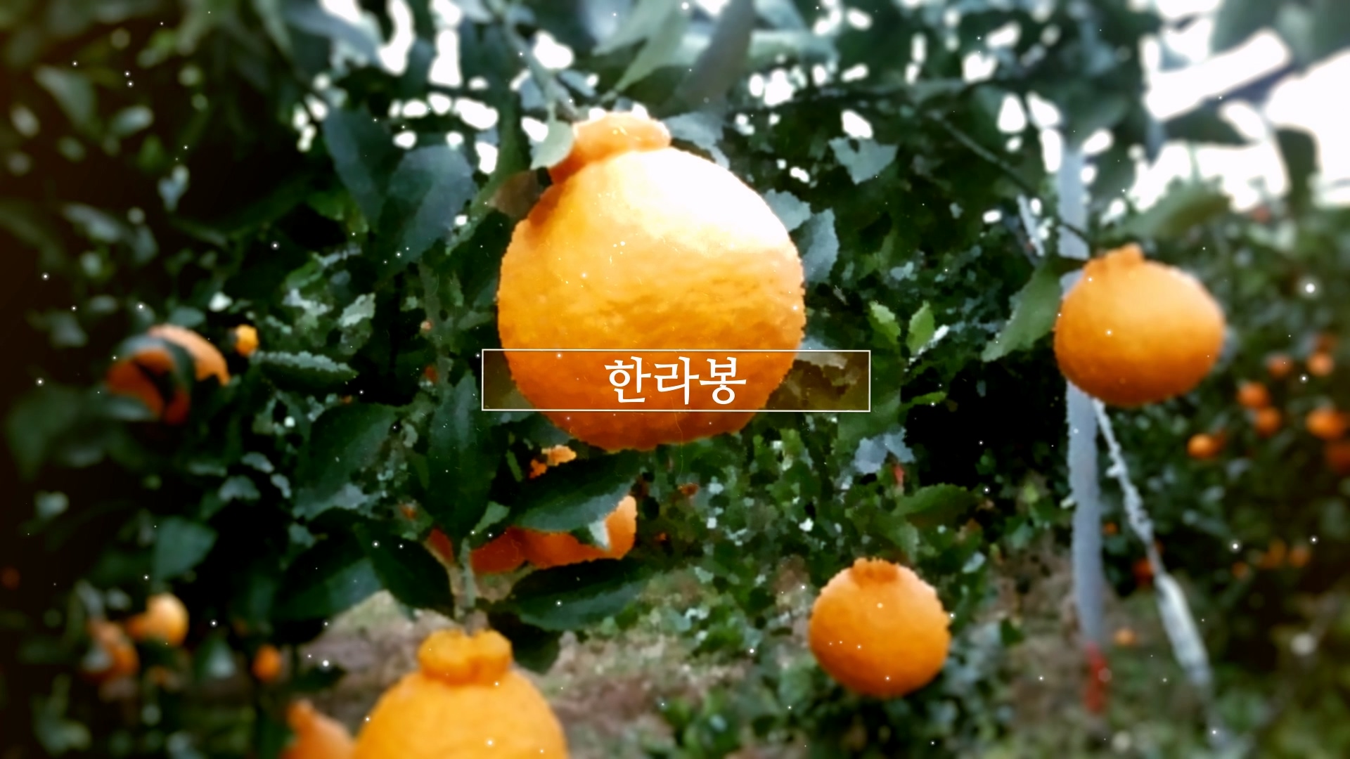 제주국제감귤박람회 공식 역사관 영상
